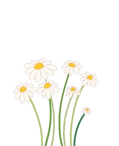 Daisies